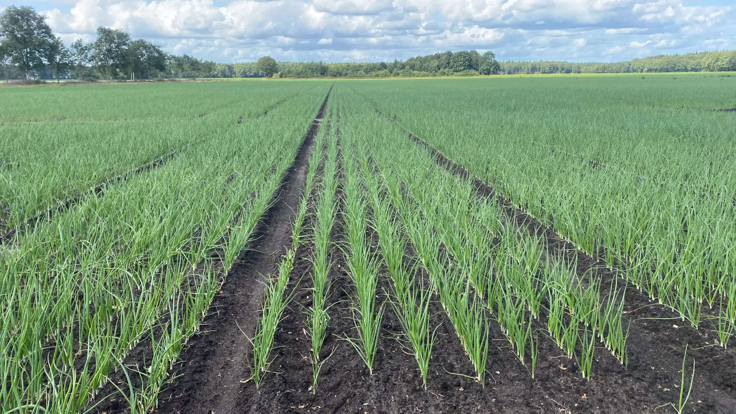 Търси се земеделска земя в Дренте за картофи, цвекло, лук