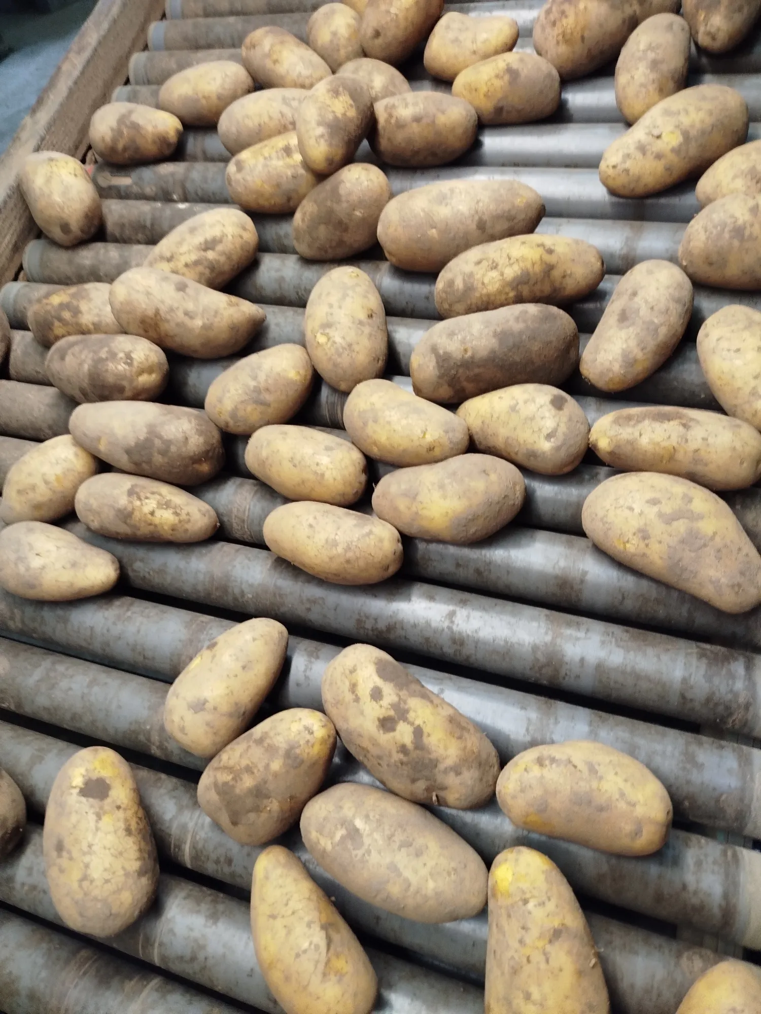 Torenia Table Potatoes, Size 35-55 mm – Directly from the Grower