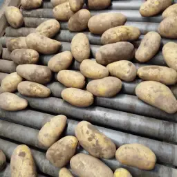 Torenia consumptieaardappelen, maat 35-55 mm - rechtstreeks van de teler