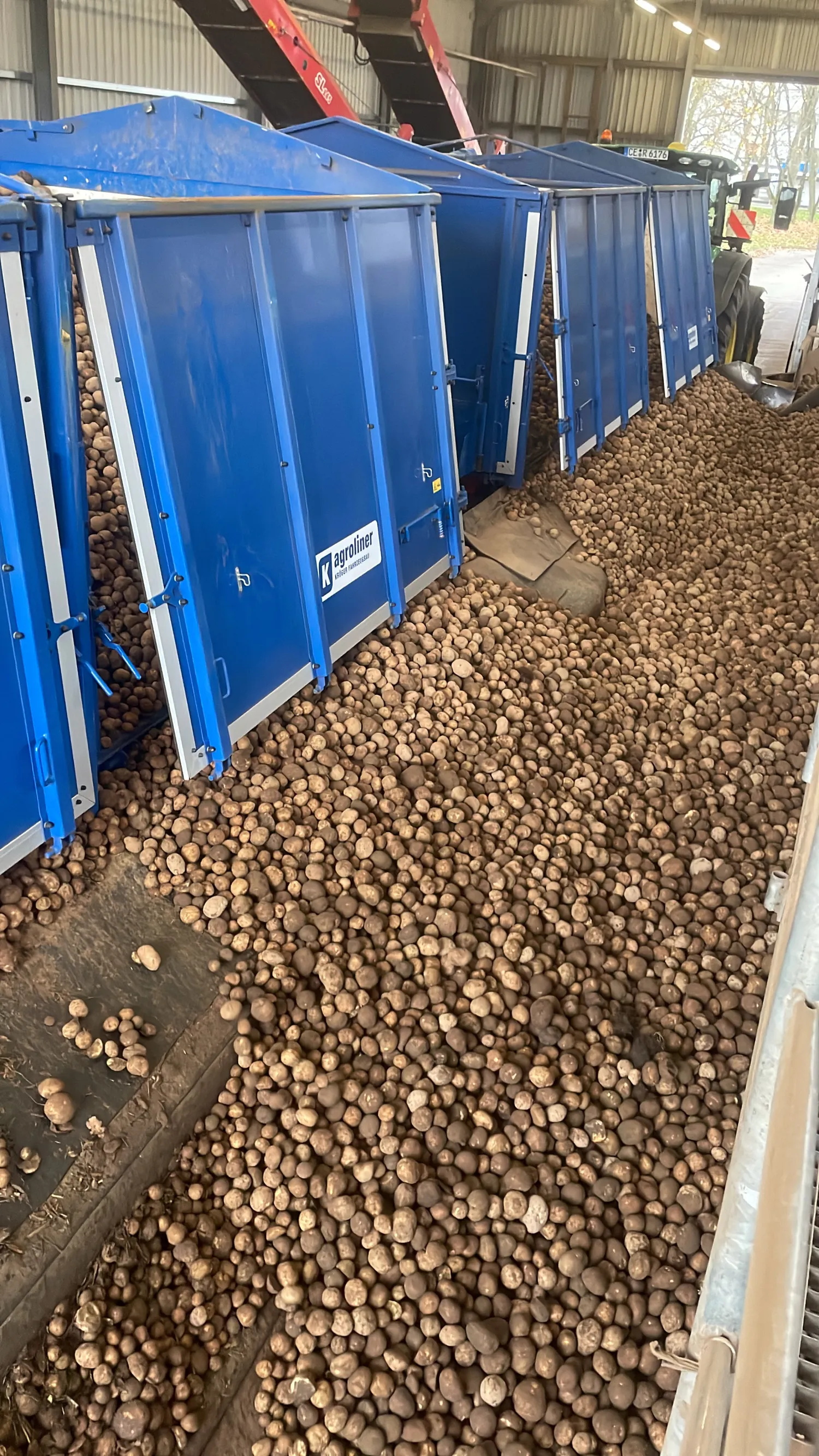Papageno Potatoes: 50 Tonnes Available