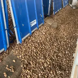 Papageno Potatoes: 50 Tonnes Available