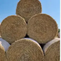 Roggestroh kaufen: Top Qualität für Landwirtschaft