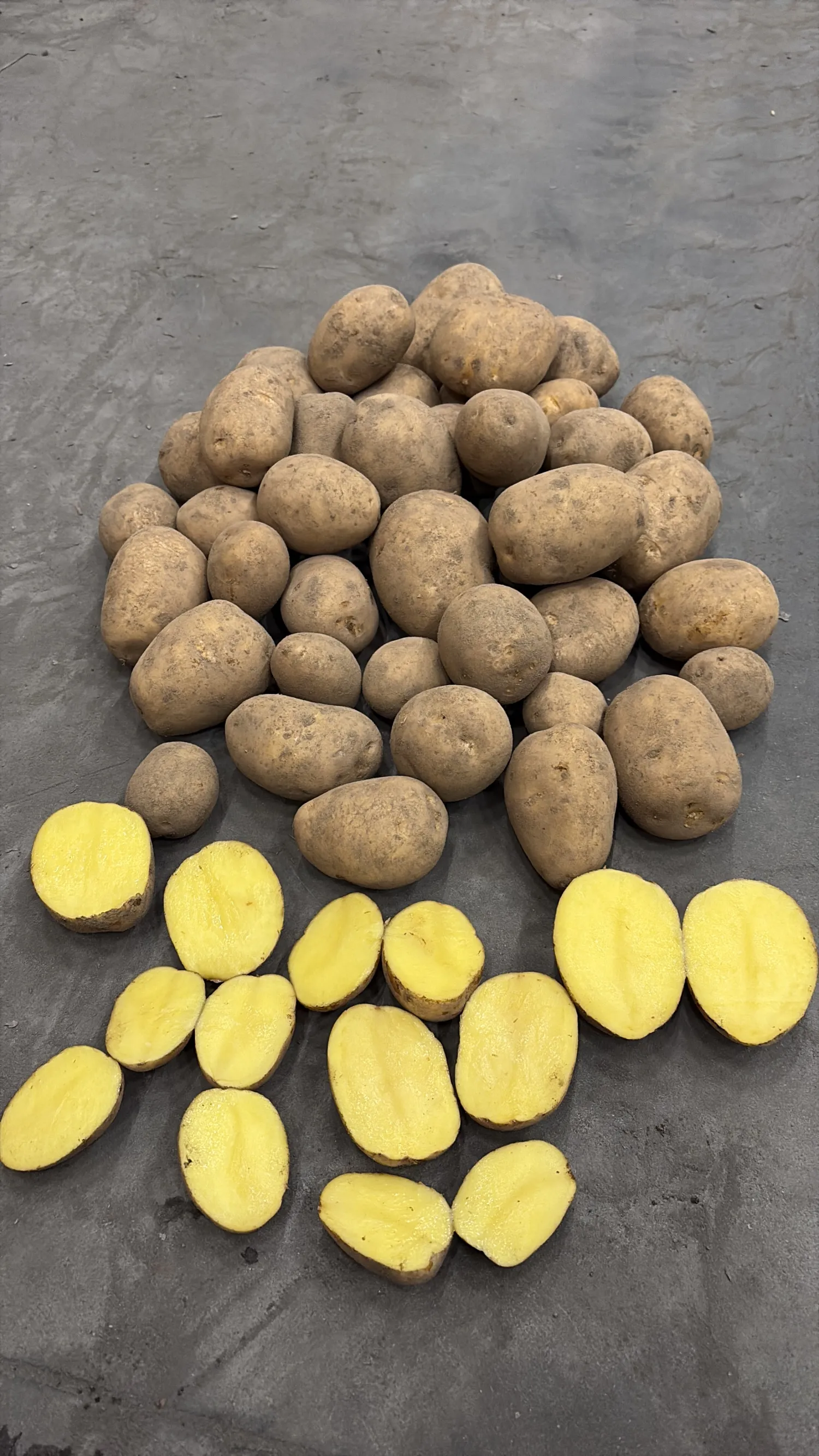 Gala appels te koop – Rechtstreeks van de teler