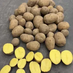 Gala appels te koop – Rechtstreeks van de teler