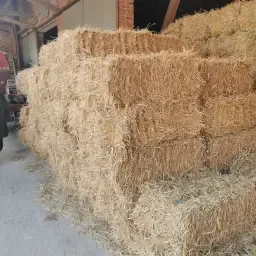 Tarwestro te koop, oogst 2025, ca. 14kg per baal