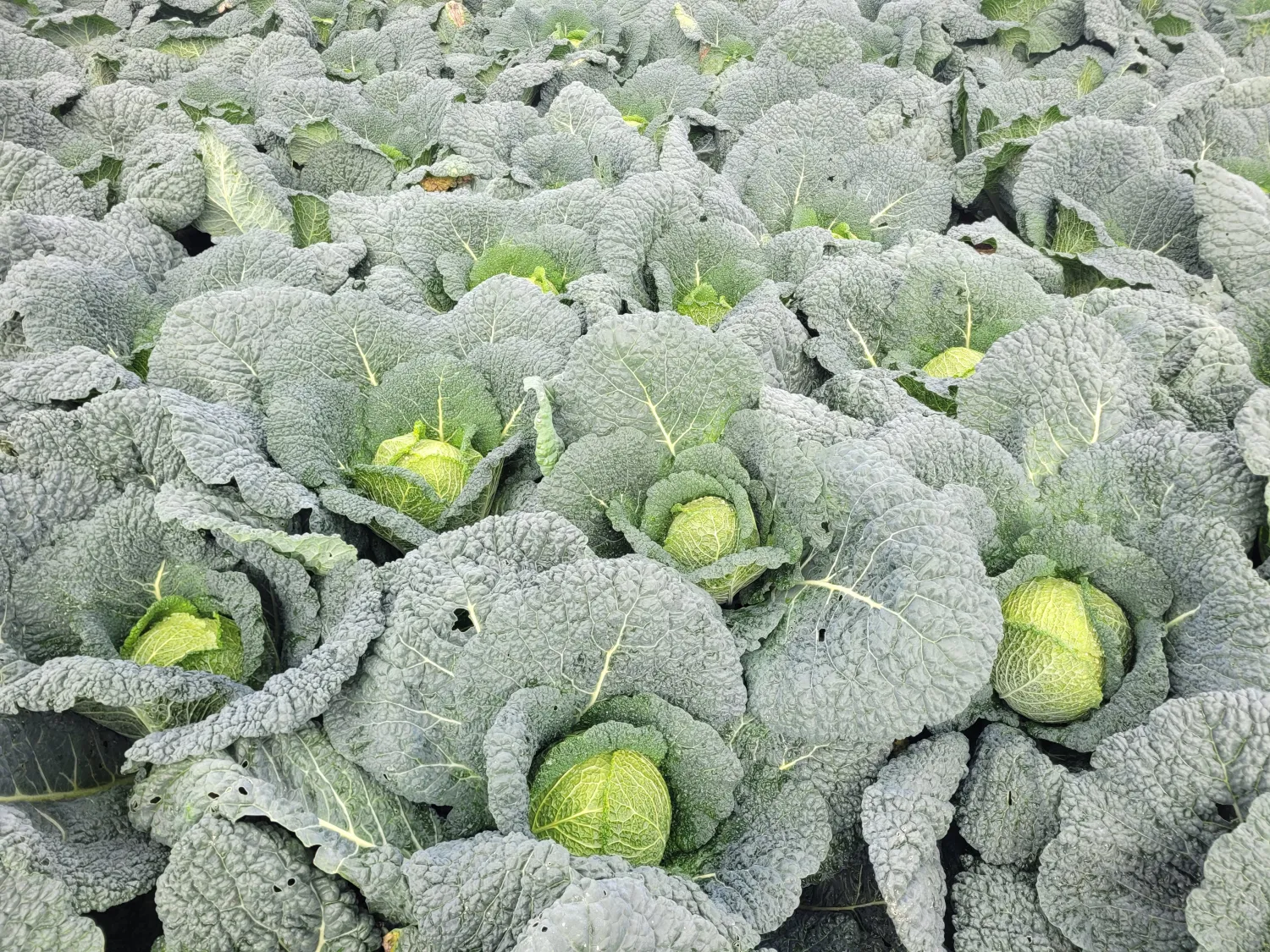 Søges: Savojkål, 25 tons, løst læsset, 2kg+ pr. hoved