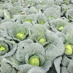 Søges: Savojkål, 25 tons, løst læsset, 2kg+ pr. hoved