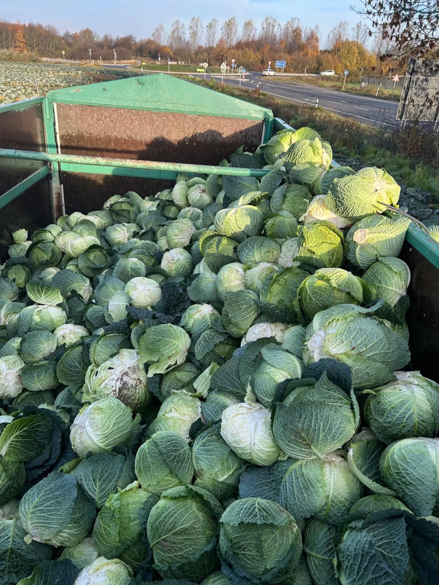 Søges: Savojkål, 25 tons, løst læsset, 2kg+ pr. hoved