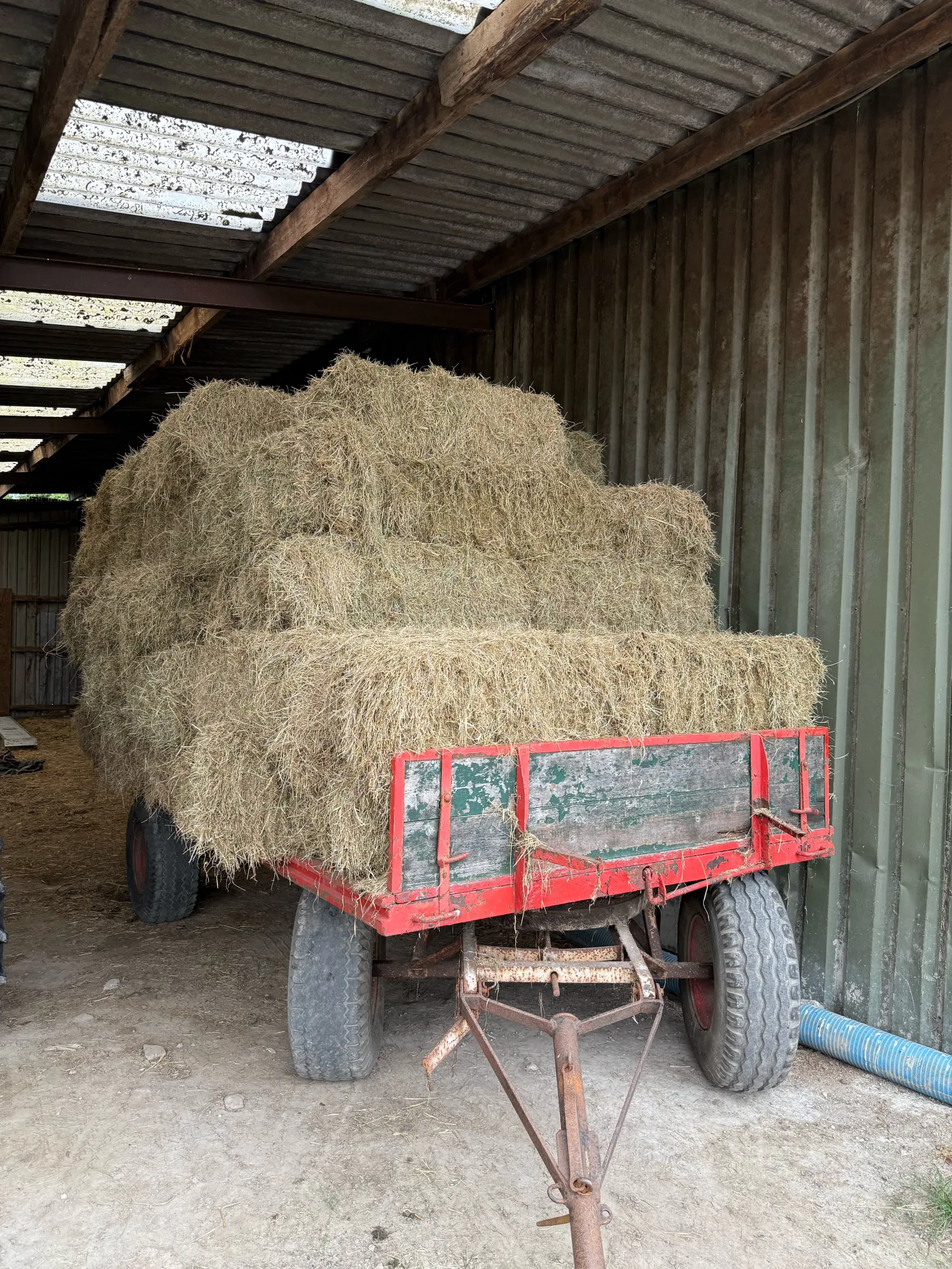 Onbemest dijkhooi te koop - Jacobskruid vrij