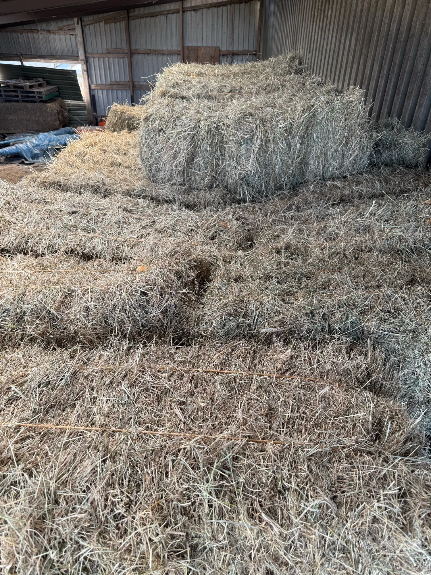 Onbemest dijkhooi te koop - Jacobskruid vrij