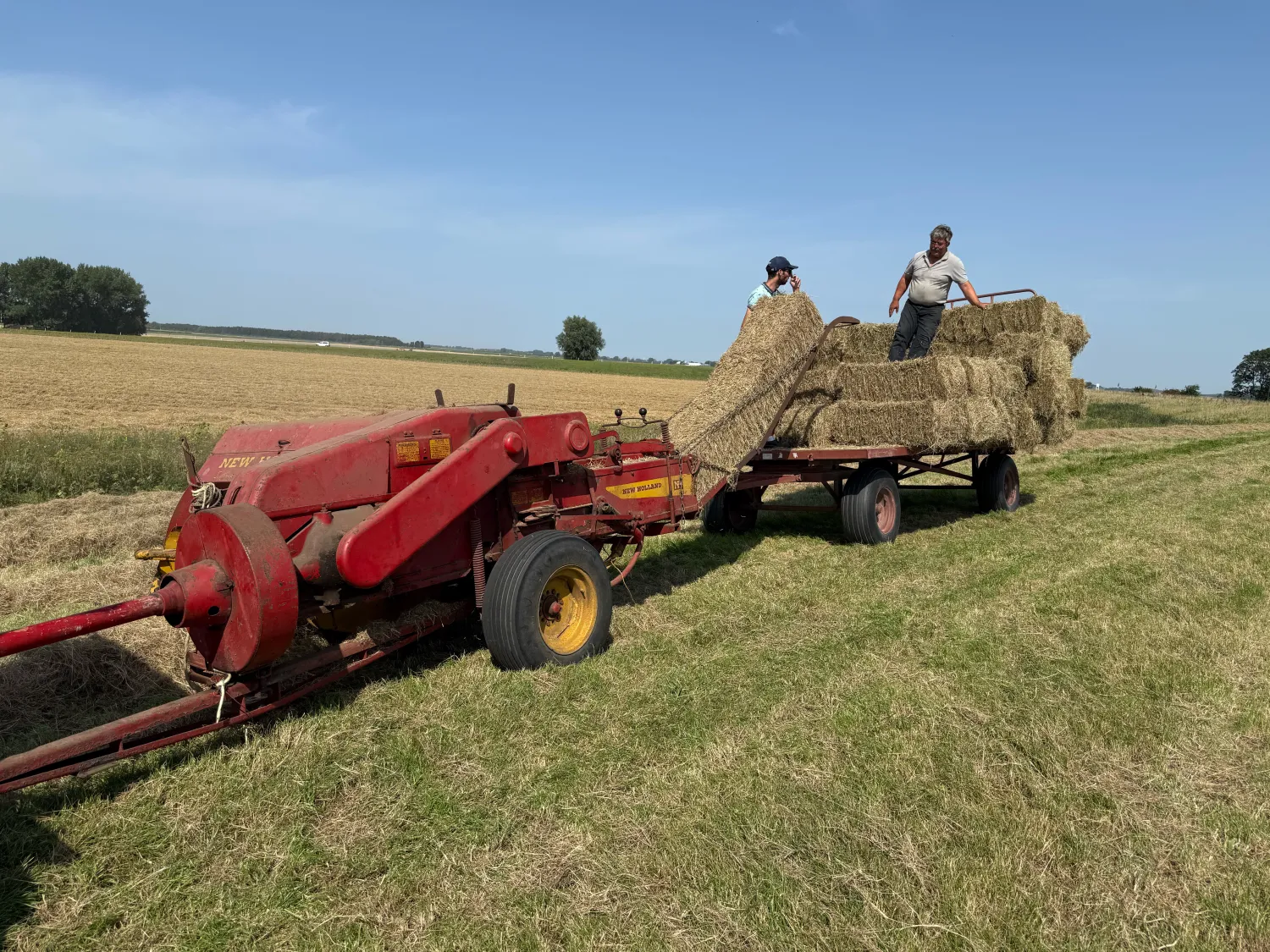 Onbemest dijkhooi te koop - Jacobskruid vrij