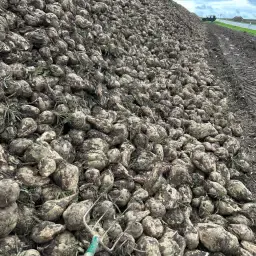 Zuckerrüben Ernte 2026: 800 Tonnen zu verkaufen