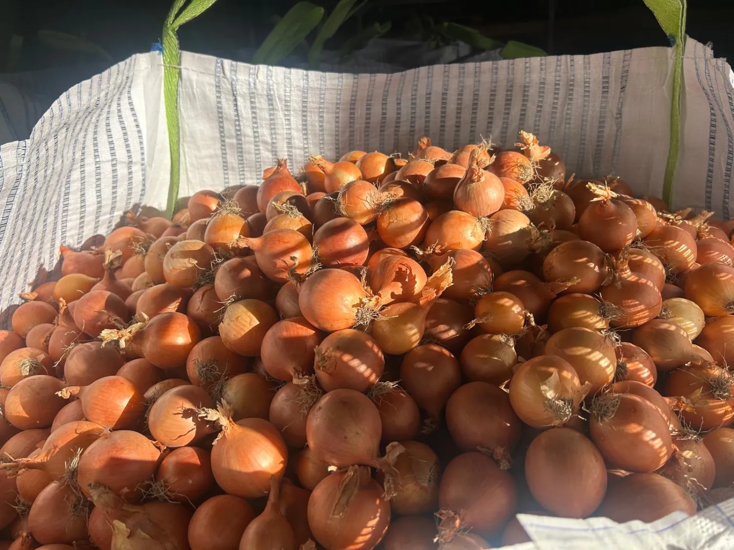 Økologiske løg, gule & røde – 200 tons tilgængelige