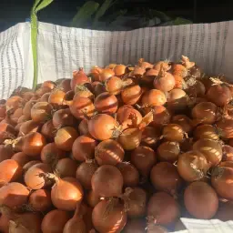 Økologiske løg, gule & røde – 200 tons tilgængelige