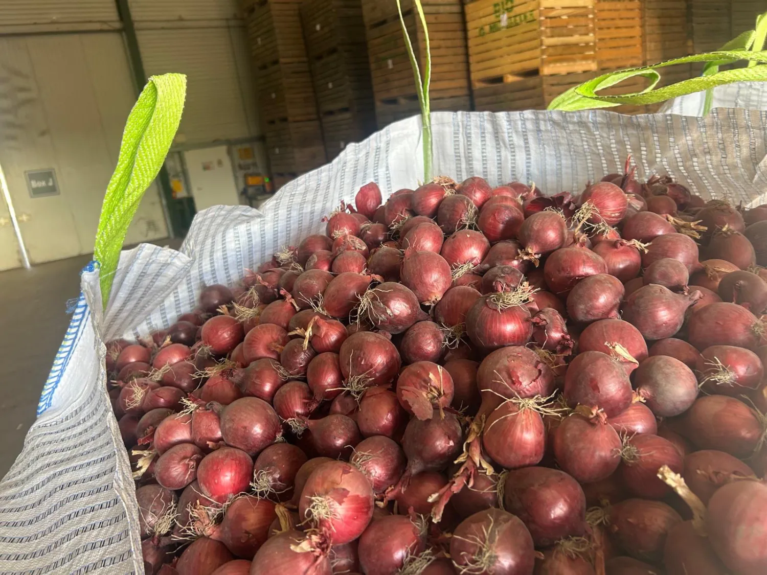 Økologiske løg, gule & røde – 200 tons tilgængelige