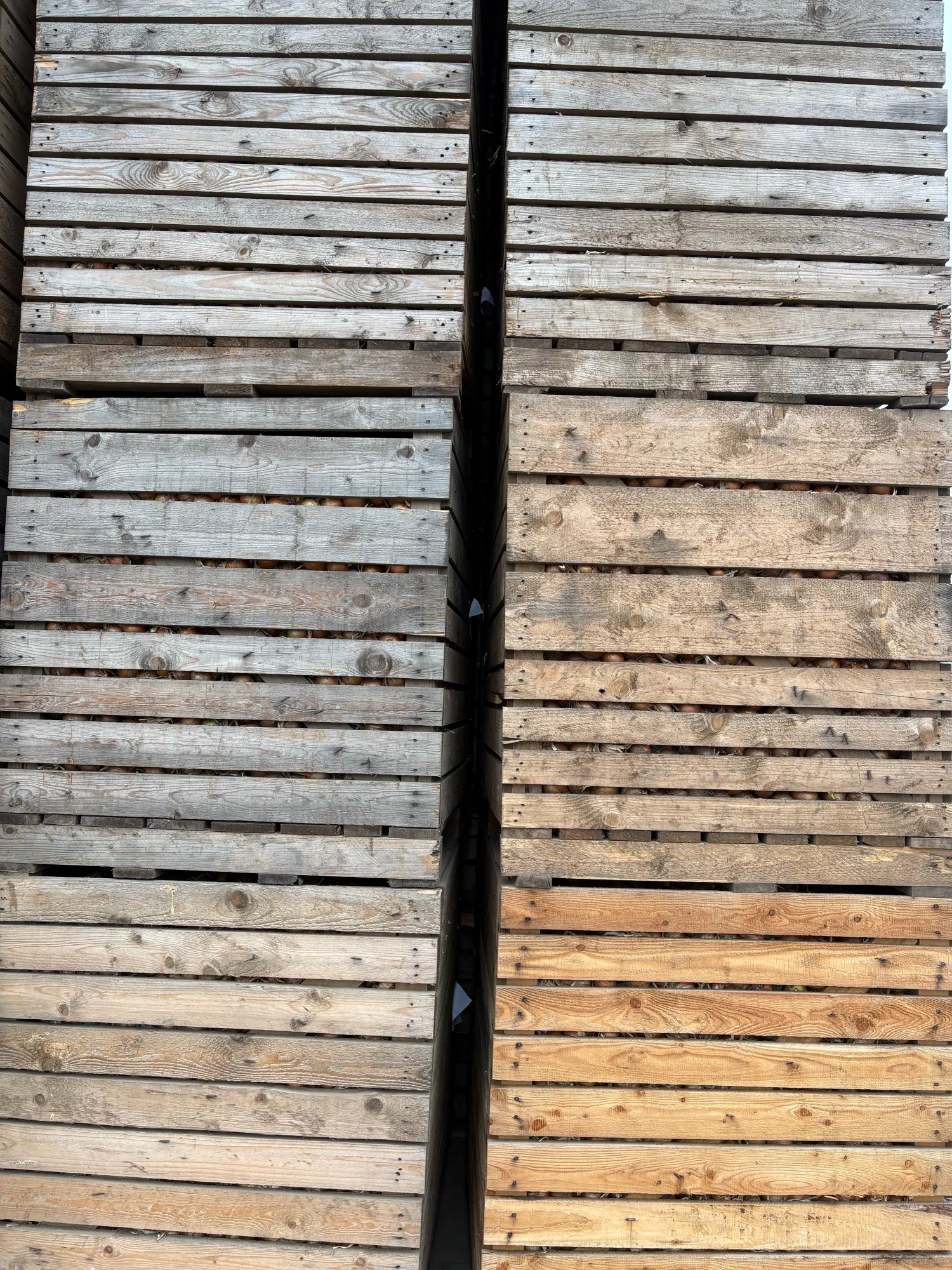 Økologiske løg, gule & røde – 200 tons tilgængelige