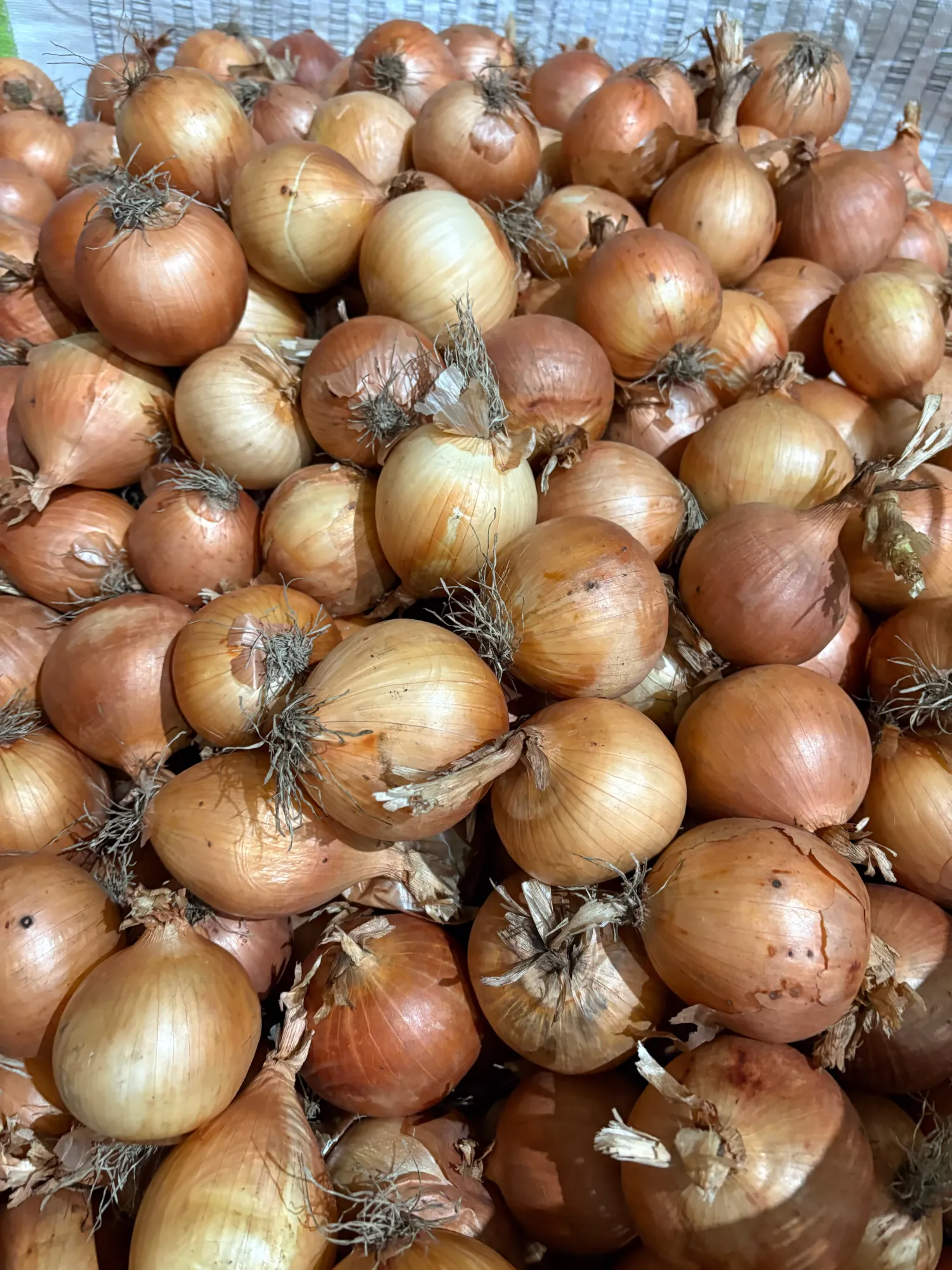 Økologiske løg, gule & røde – 200 tons tilgængelige