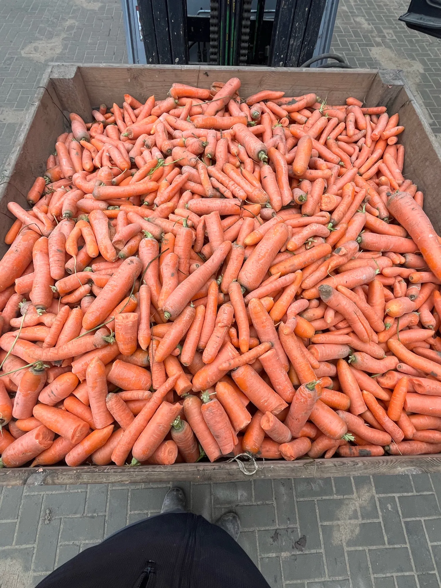 Losse voederwortelen - Gesorteerde kwaliteit