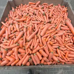 Losse voederwortelen - Gesorteerde kwaliteit