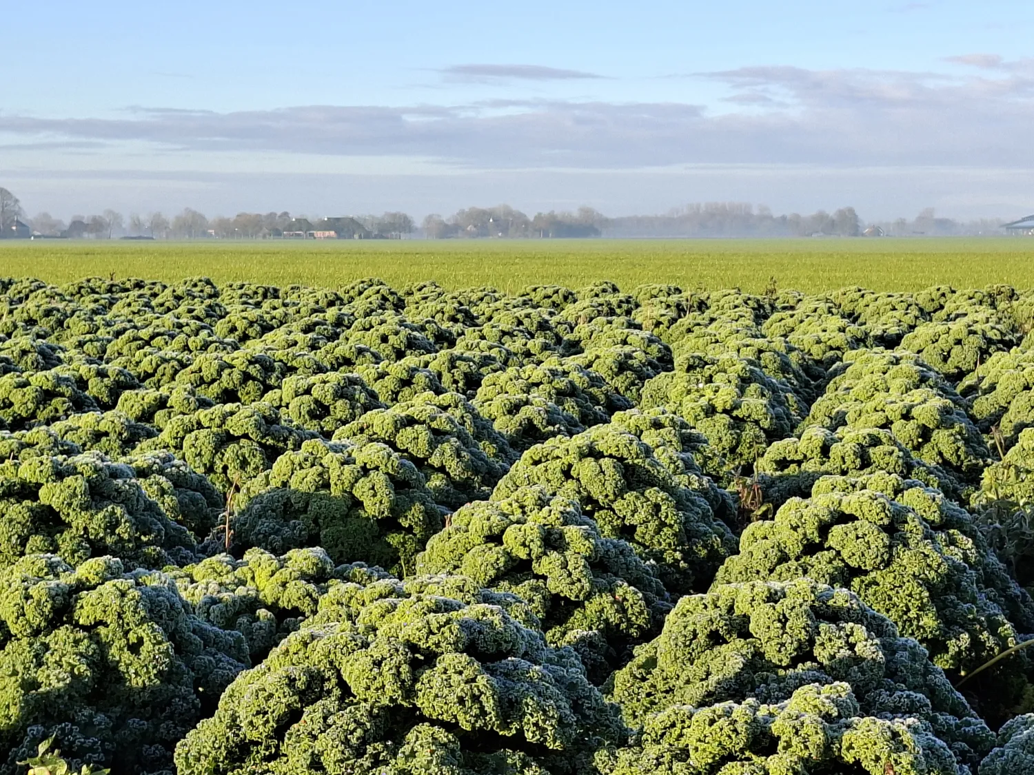 Boerenkool kopen | Verse oogst direct van het land