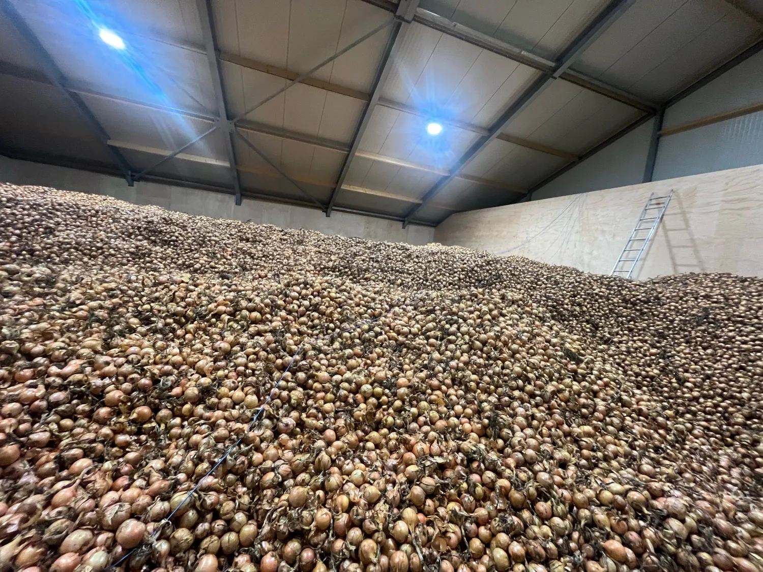 Gele Zaaiuien Dormo | Grote Voorraad Beschikbaar