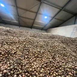 Gele Zaaiuien Dormo | Grote Voorraad Beschikbaar