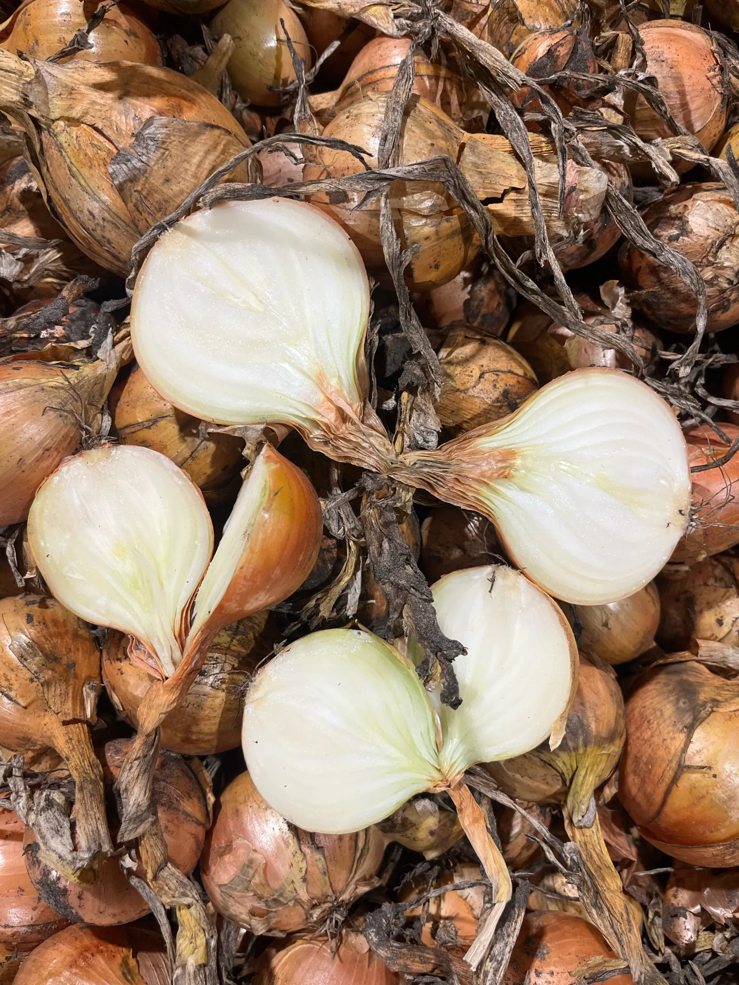 Gele Zaaiuien Dormo | Grote Voorraad Beschikbaar