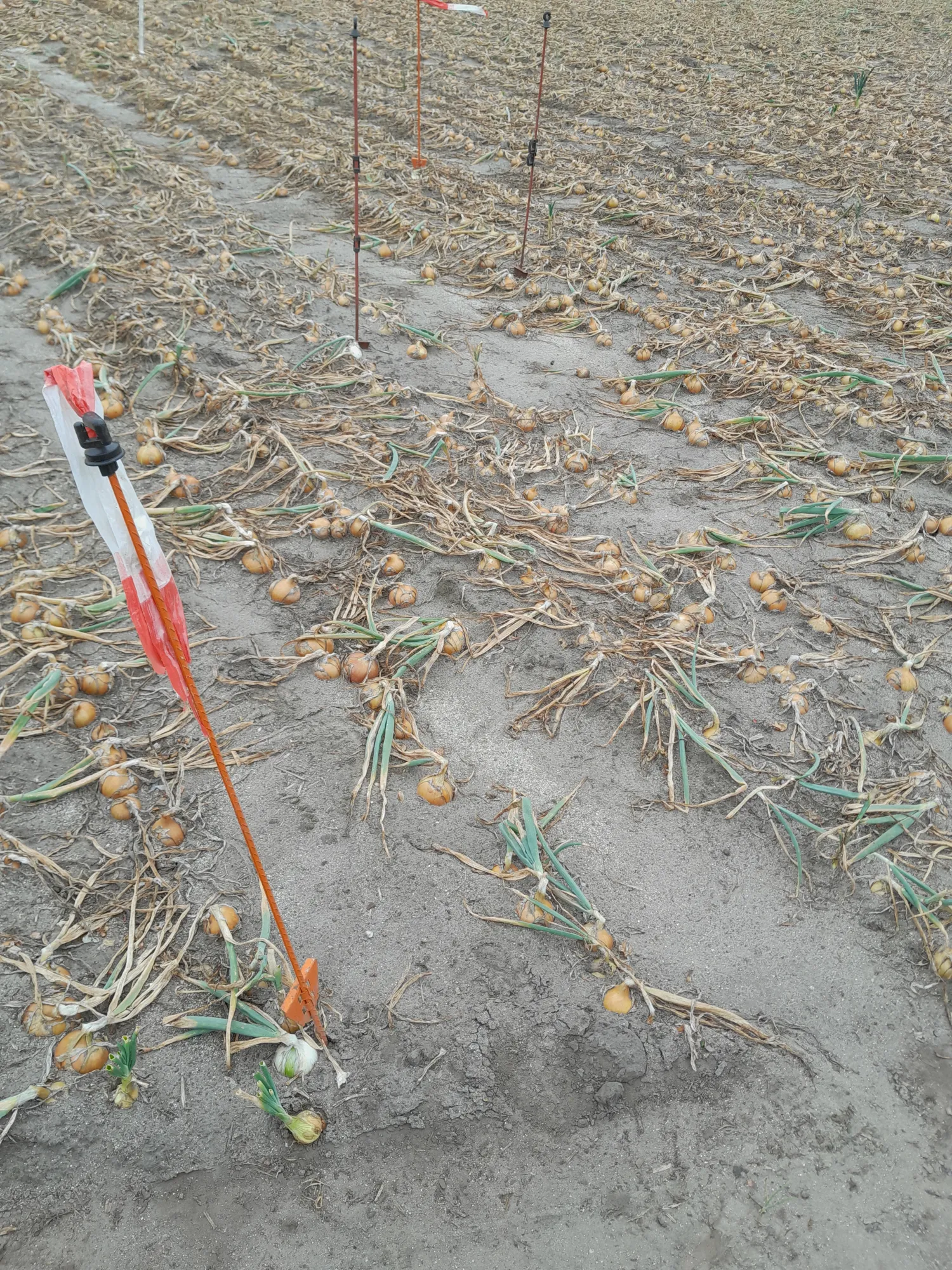 Aardenburg Klepelmaaier Demo - 1.45m Werkbreedte - Winterprijs