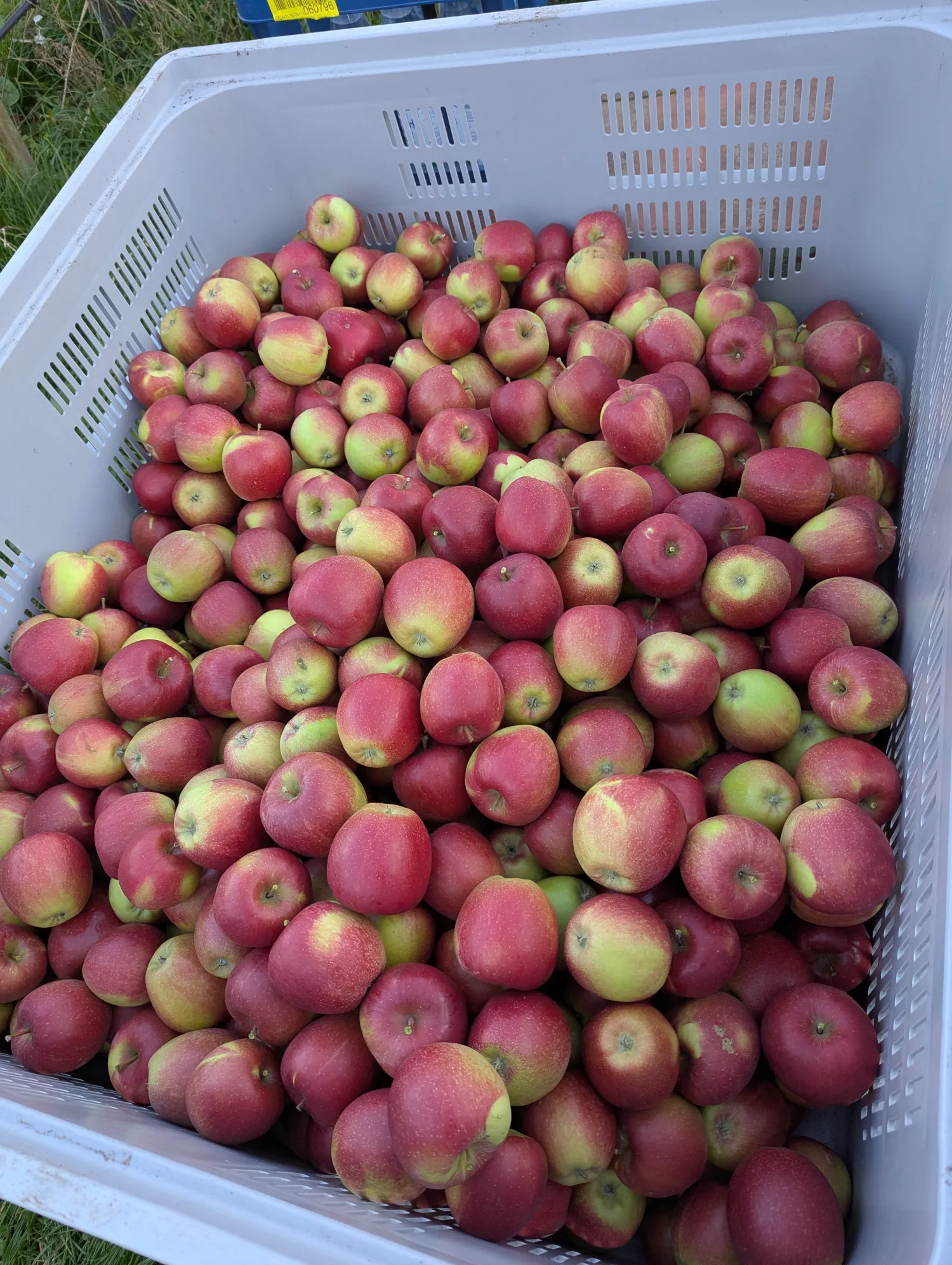Äpfel zu verkaufen: Elstar, Topaz, Braeburn, Fuji – Frische Ernte
