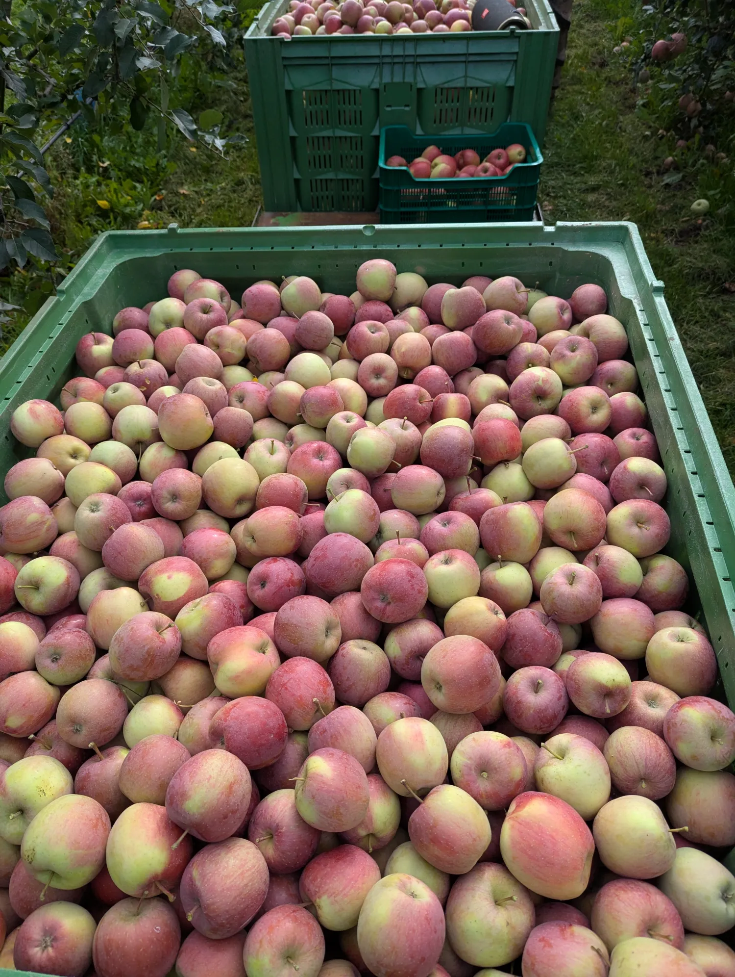 Äpfel zu verkaufen: Elstar, Topaz, Braeburn, Fuji – Frische Ernte