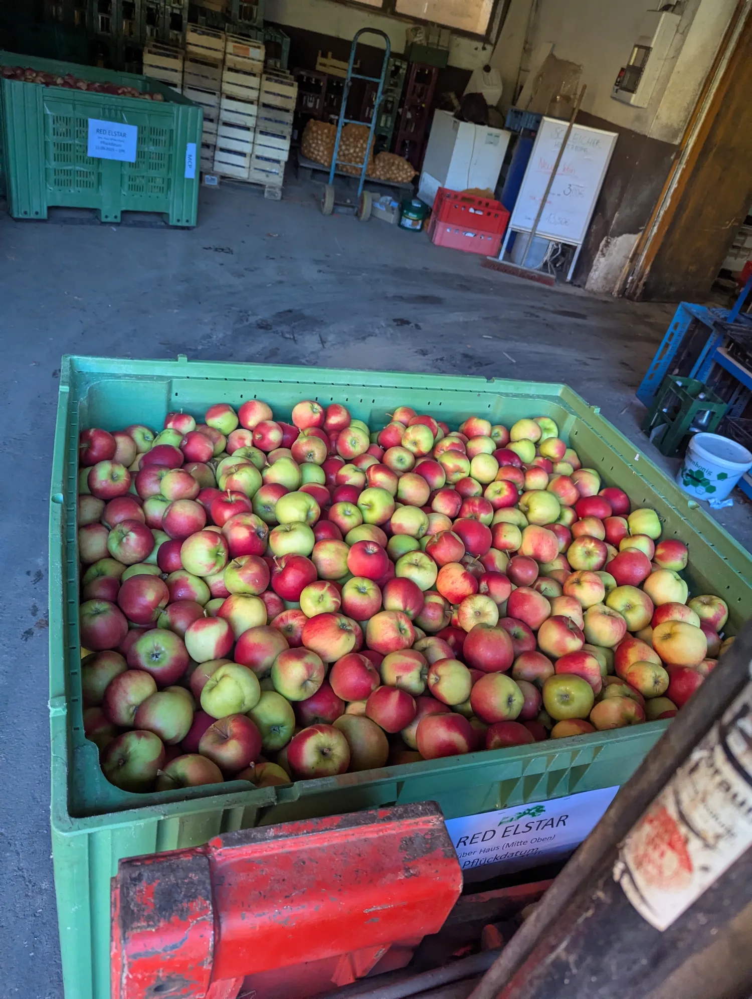Äpfel zu verkaufen: Elstar, Topaz, Braeburn, Fuji – Frische Ernte