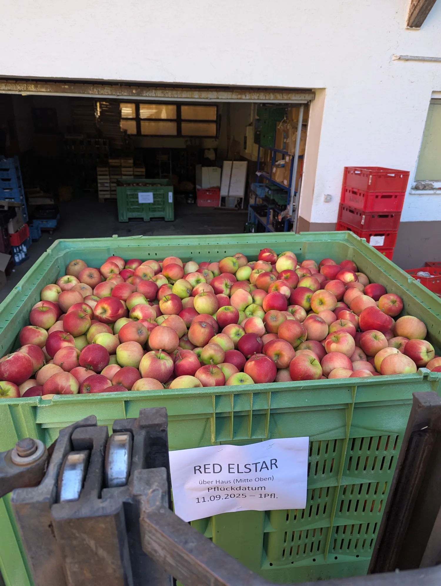 Äpfel zu verkaufen: Elstar, Topaz, Braeburn, Fuji – Frische Ernte