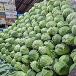 Hvidkål Potomak, 50 tons til eksport