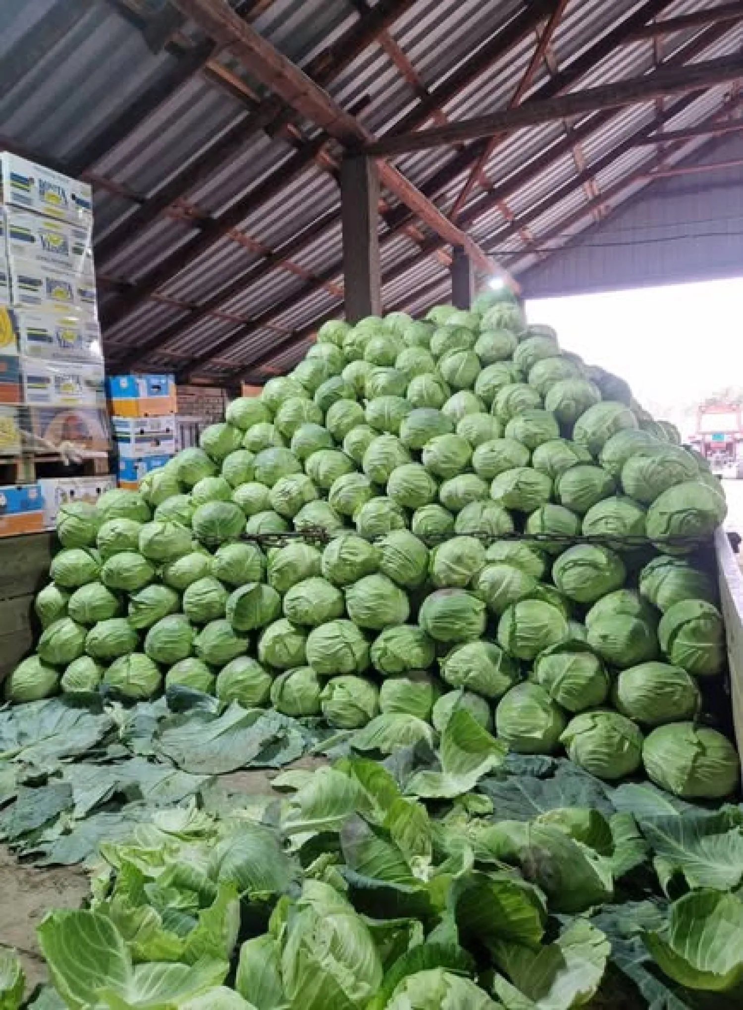 Hvidkål Potomak, 50 tons til eksport