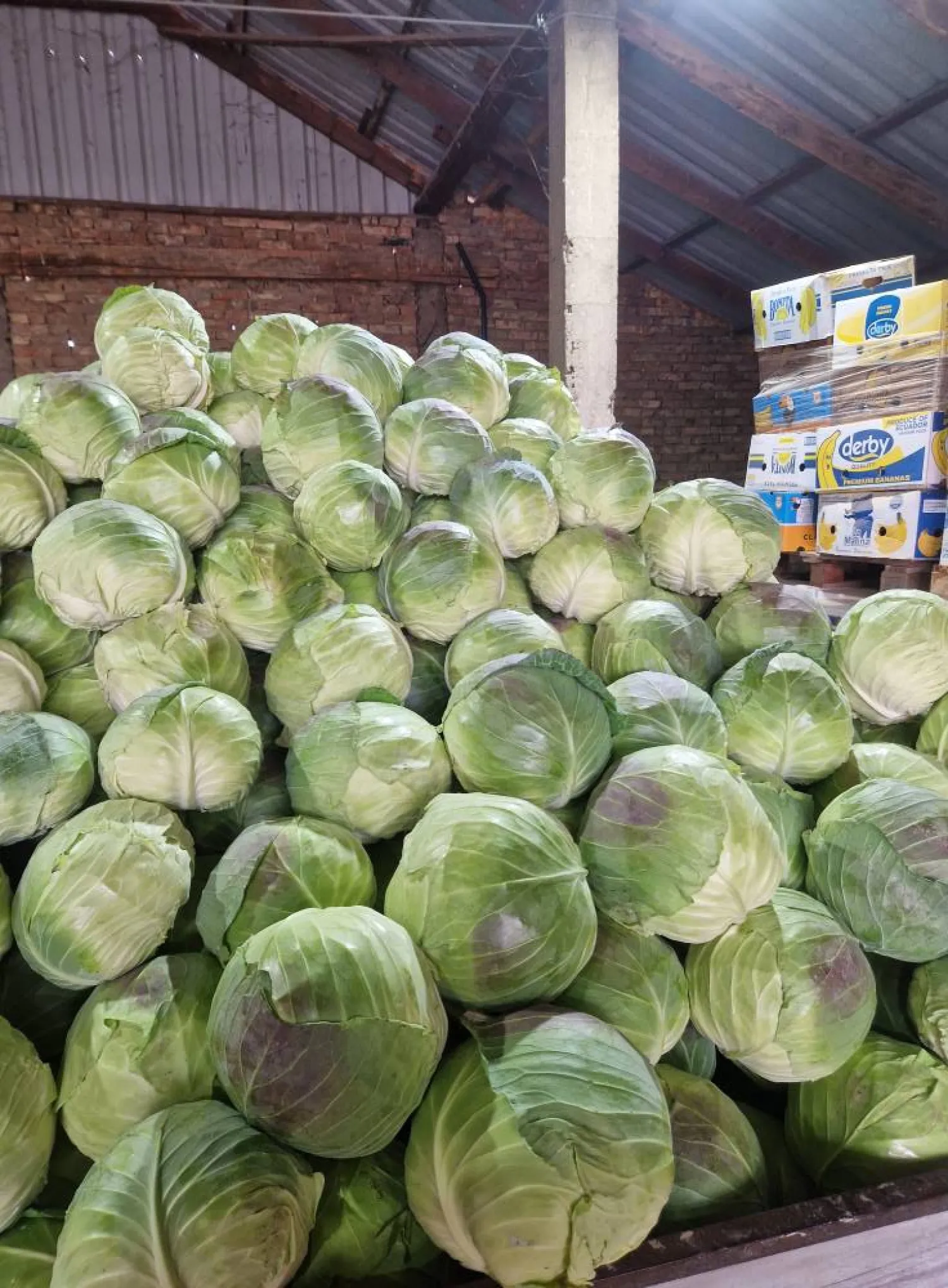 Hvidkål Potomak, 50 tons til eksport