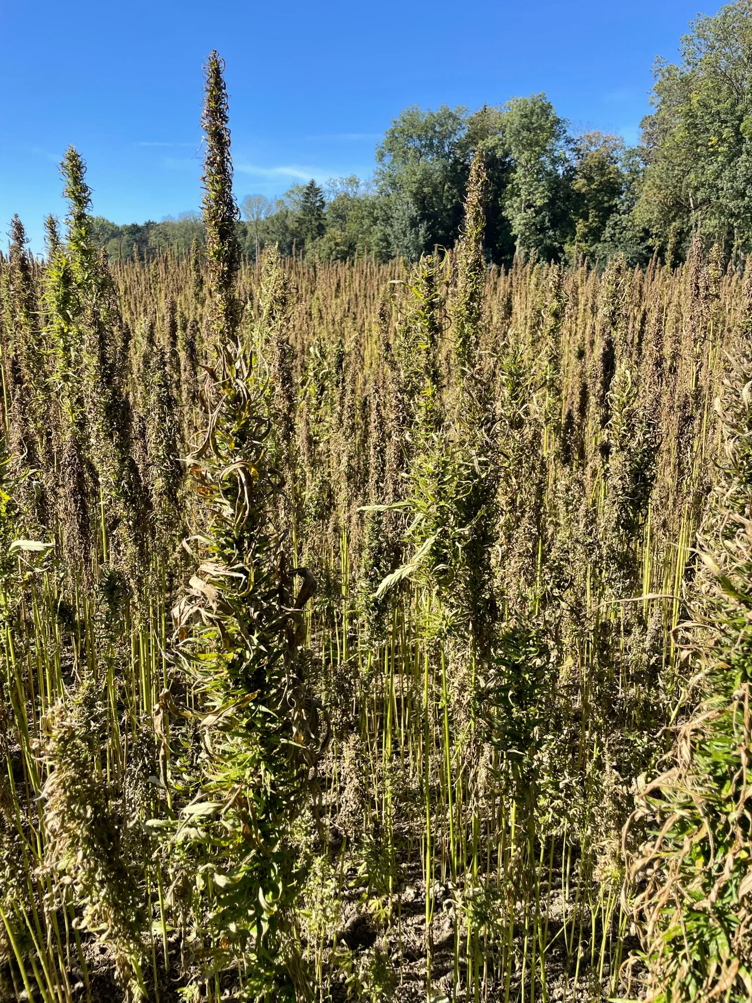 Hennepzaad te koop, 1,5 ton, Ostara-variëteit, oogst 2025