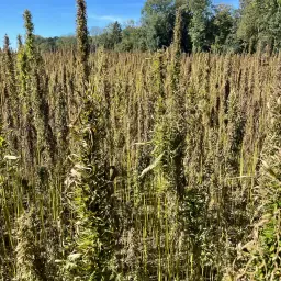 Hennepzaad te koop, 1,5 ton, Ostara-variëteit, oogst 2025