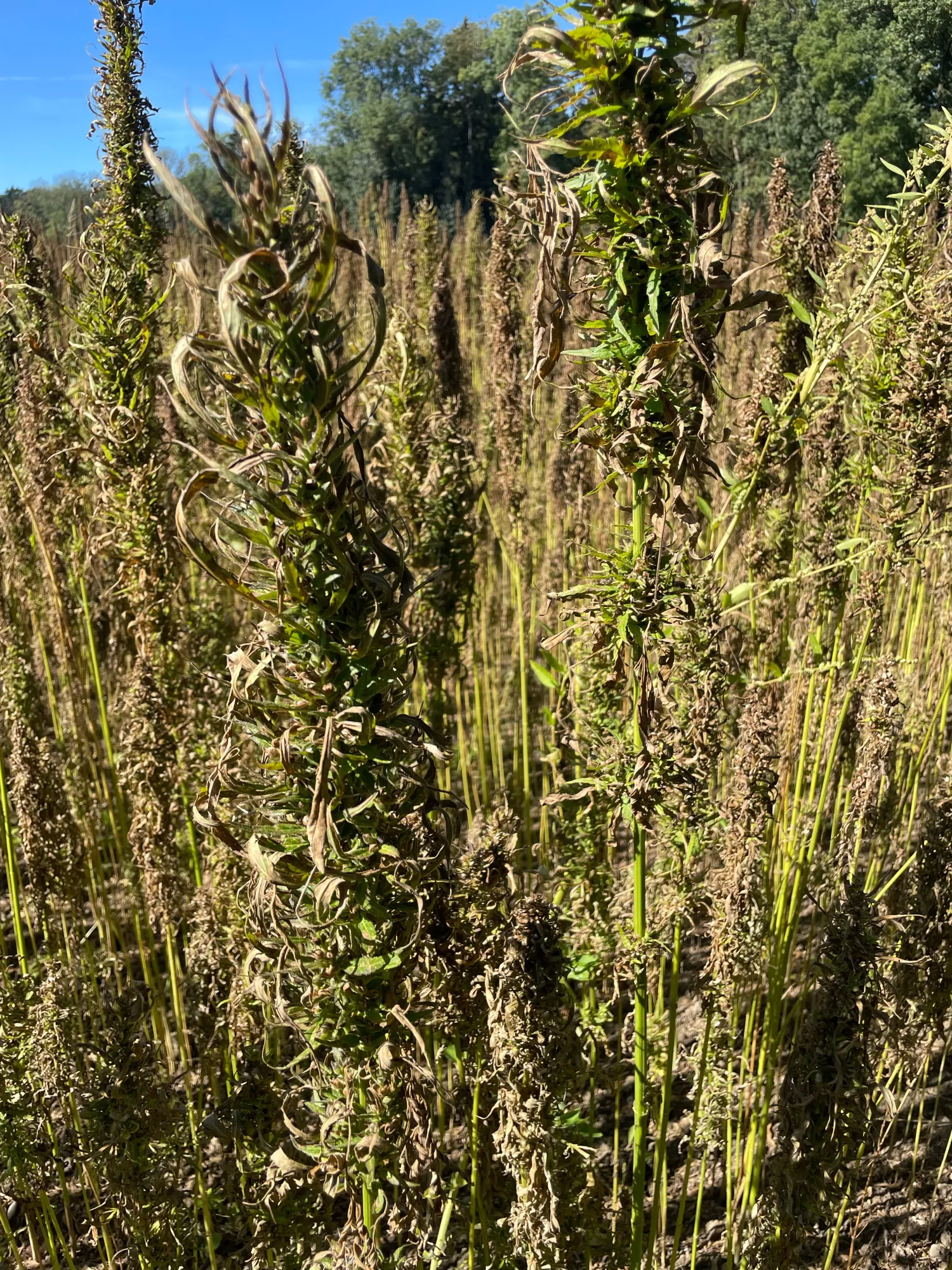 Hennepzaad te koop, 1,5 ton, Ostara-variëteit, oogst 2025