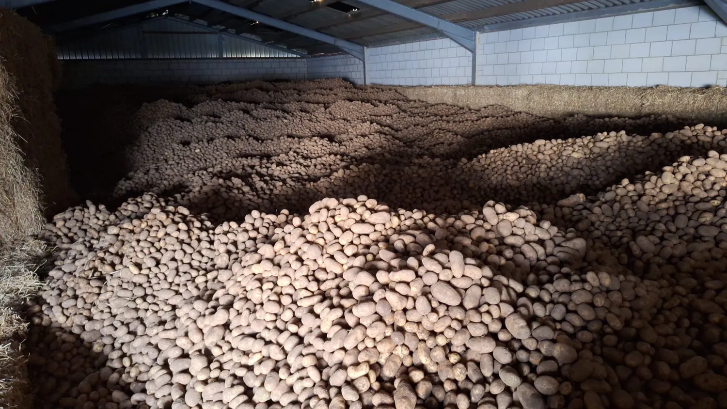 Challenger Aardappelen, 55+ Gesorteerd - Hoge kwaliteit