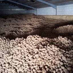 Challenger Aardappelen, 55+ Gesorteerd - Hoge kwaliteit