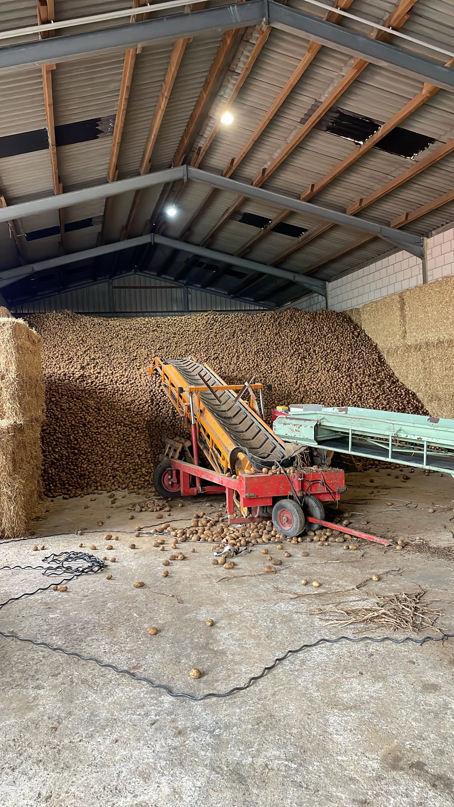 Challenger Aardappelen, 55+ Gesorteerd - Hoge kwaliteit