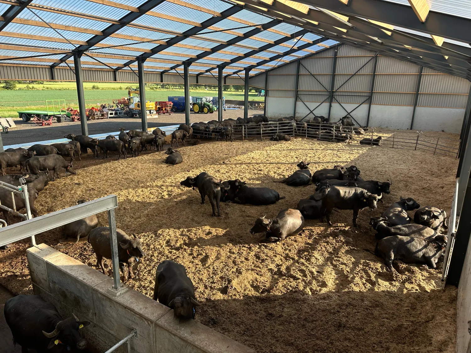 Waterbuffel Mest te Koop - 600 Ton Beschikbaar