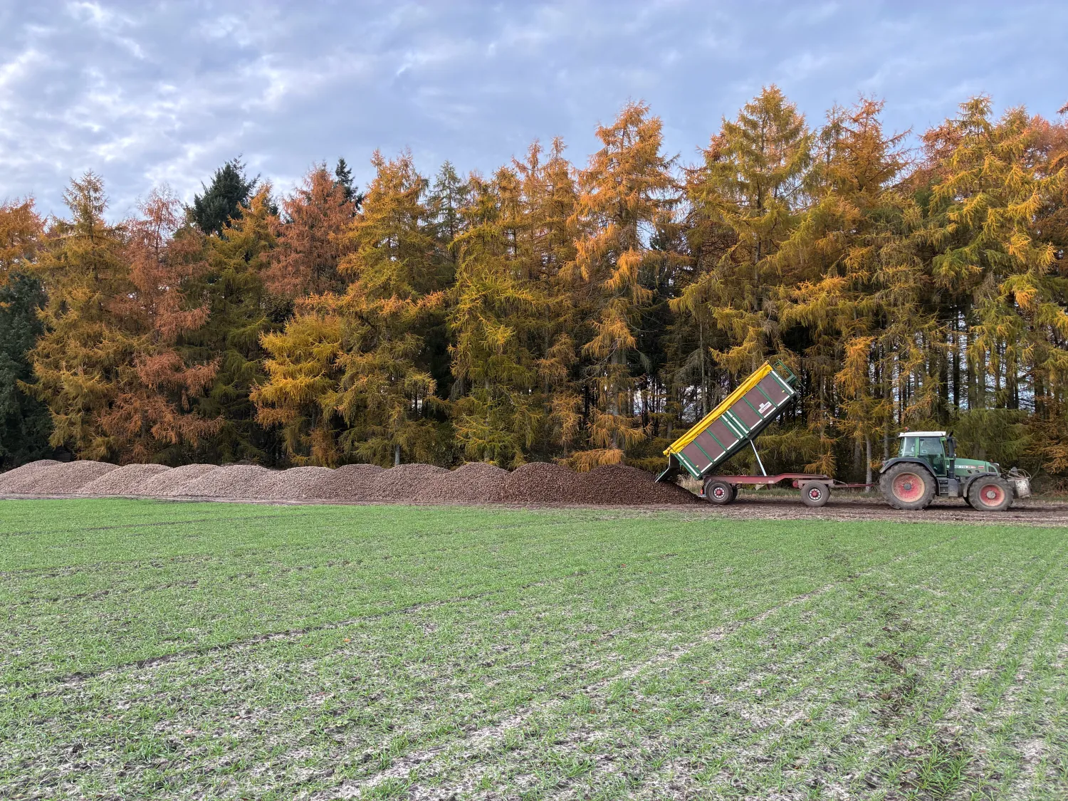 Voeder aardappelen te koop - Gewassen of uit opslag
