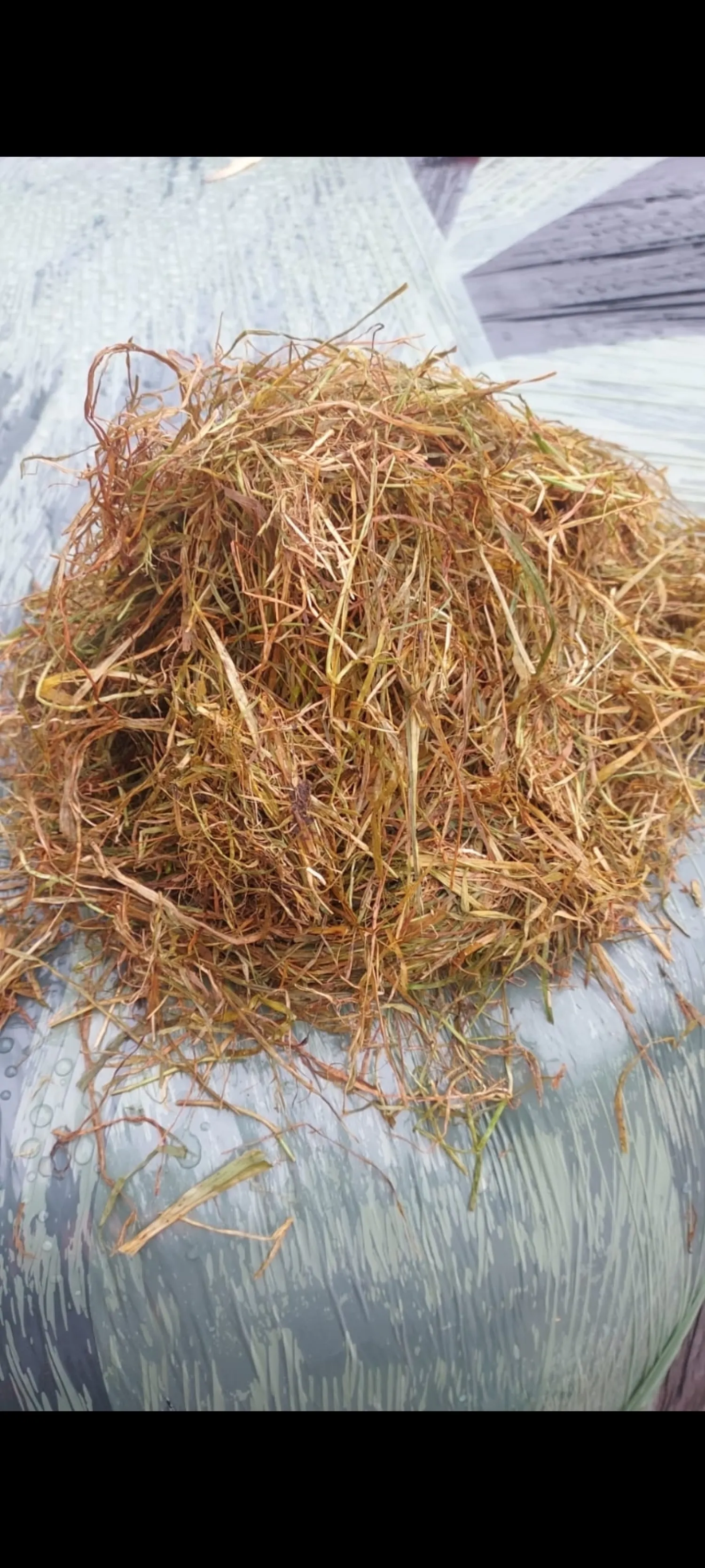 Сінаж в круглих тюках 4-й укіс - Осіння трава