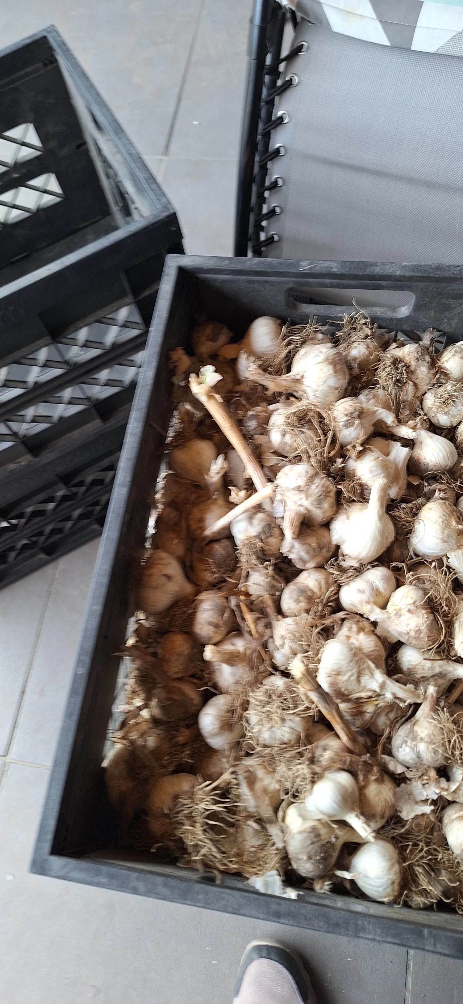 Bio-Knoblauch: Alte Sorte mit großen Zehen