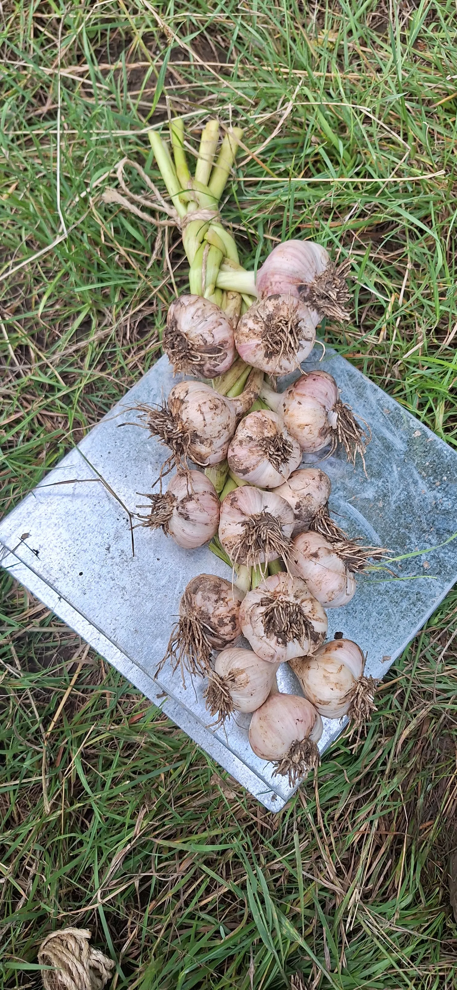 Bio-Knoblauch: Alte Sorte mit großen Zehen