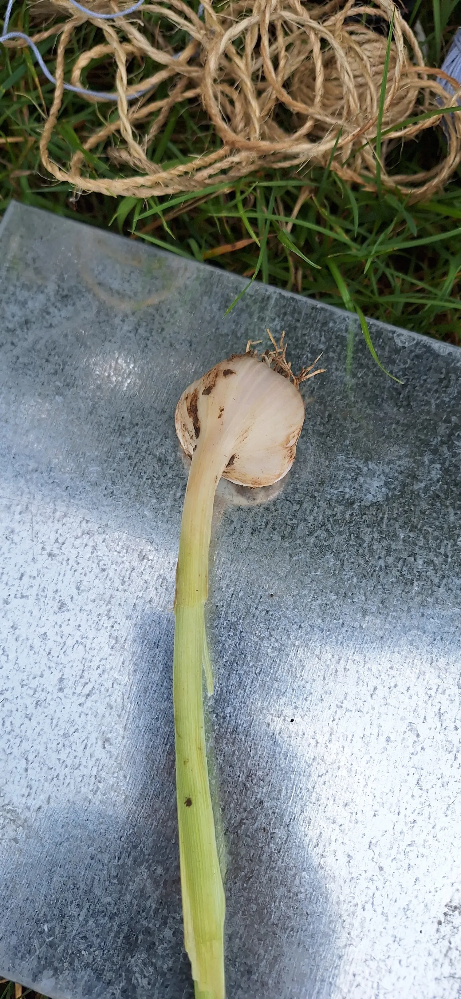 Bio-Knoblauch: Alte Sorte mit großen Zehen
