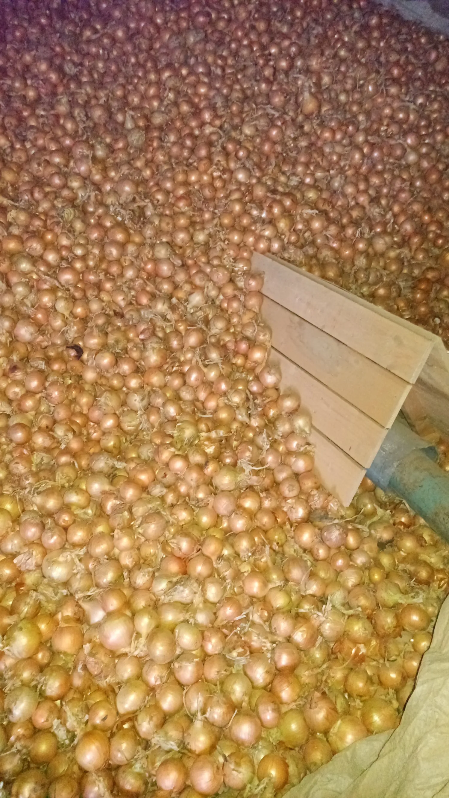 Gele uien te koop: Dormo & Hyroad | Direct van het land