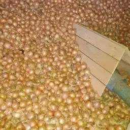 Gele uien te koop: Dormo & Hyroad | Direct van het land