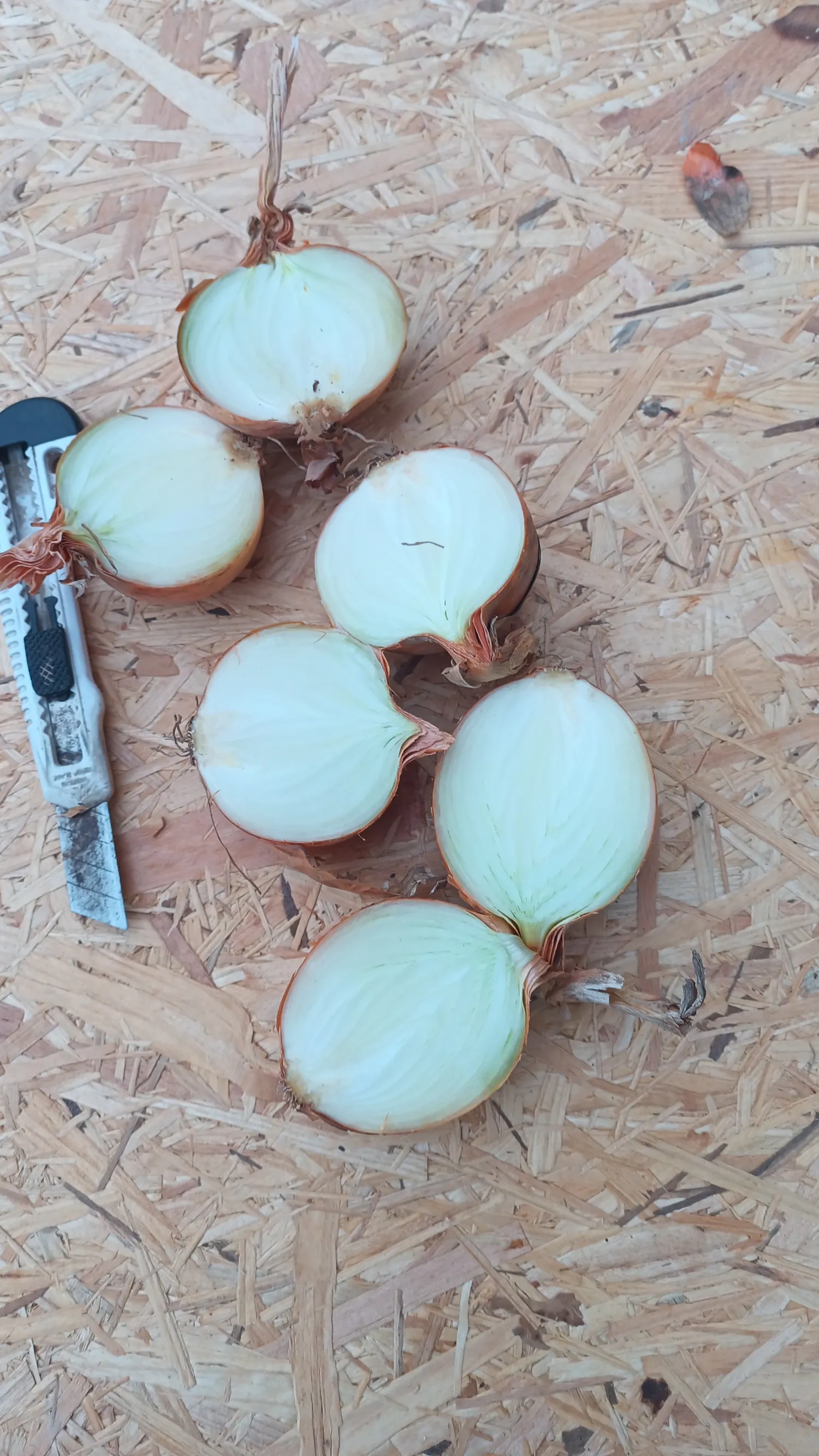 Gele uien te koop: Dormo & Hyroad | Direct van het land